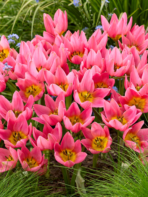 Botaniczny różowy tulipan