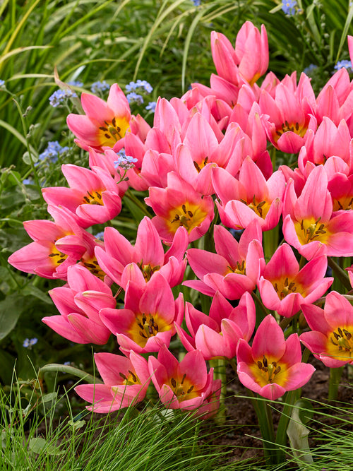 Tulipan Daniella w kwitnieniu