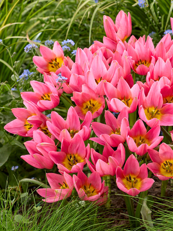 Tulipan Daniella w kwitnieniu