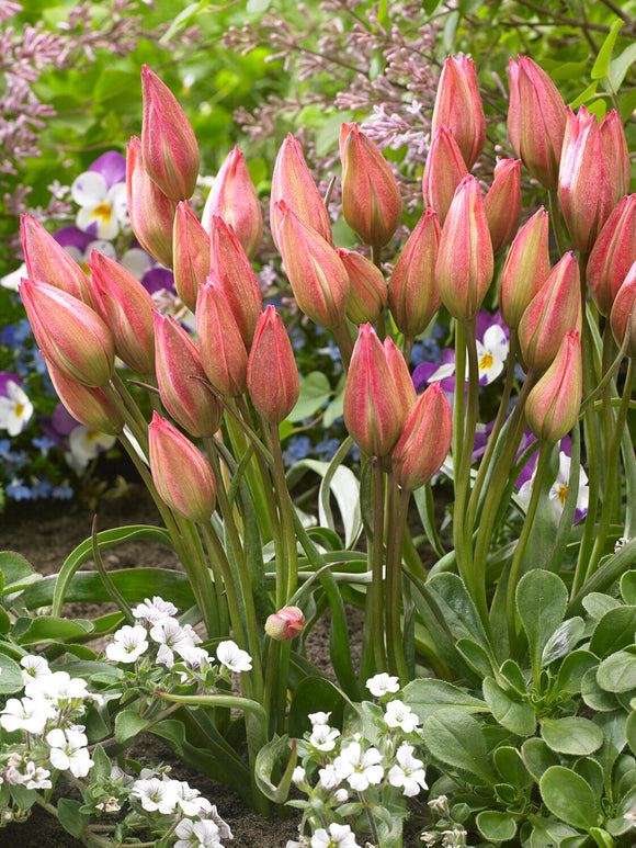 Tulipan Danique w donicy na tarasie