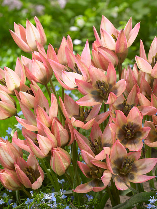 Botaniczny tulipan Danique wiosną