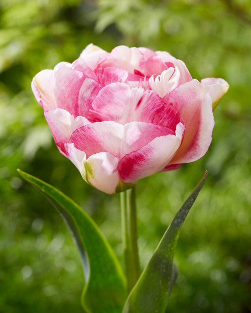 Tulipan Double Shake