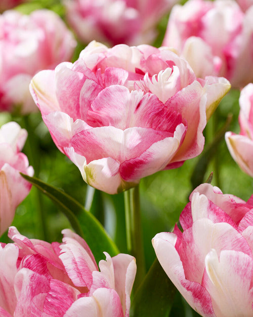 Tulipan Double Shake