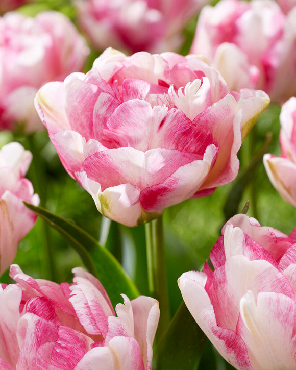 Tulipan Double Shake