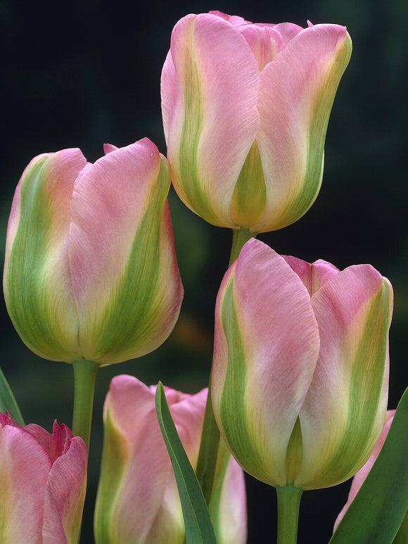 Tulipan Viridiflora Greenland w ogrodzie