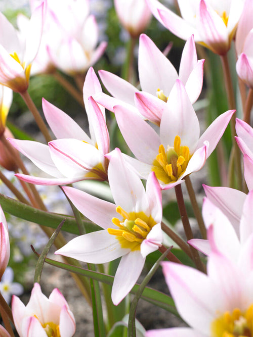 Tulipan (cretica) Hilde - Kup cebulki kwiatowe tulipanów