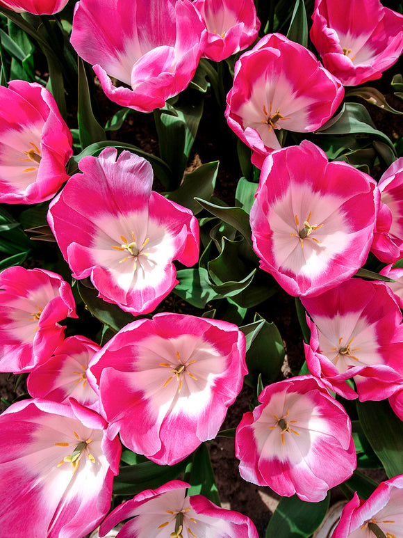 Cebulki tulipanów białe i różowe - Innuendo
