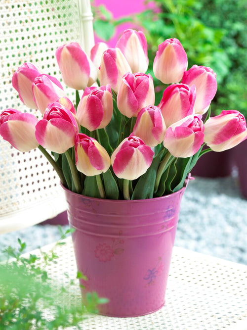Cebulki tulipanów białe i różowe - Innuendo
