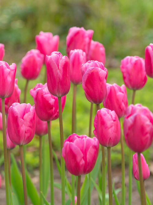 Tulipan Jumbo Pink