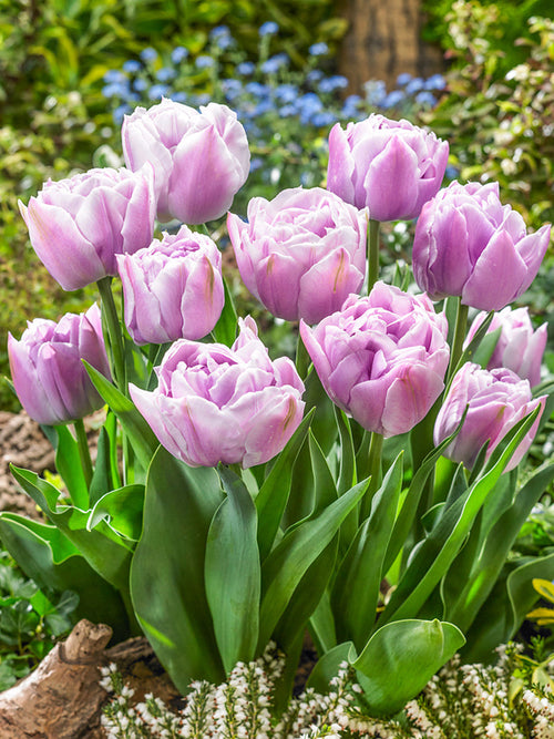 Tulipan Katinka