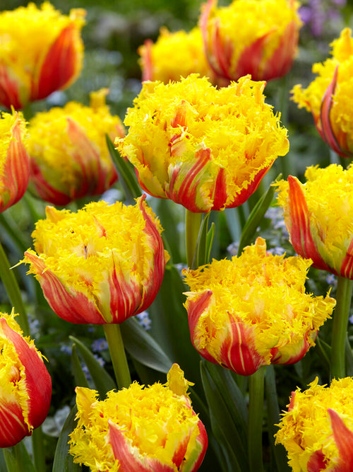 Tulipan Kensington