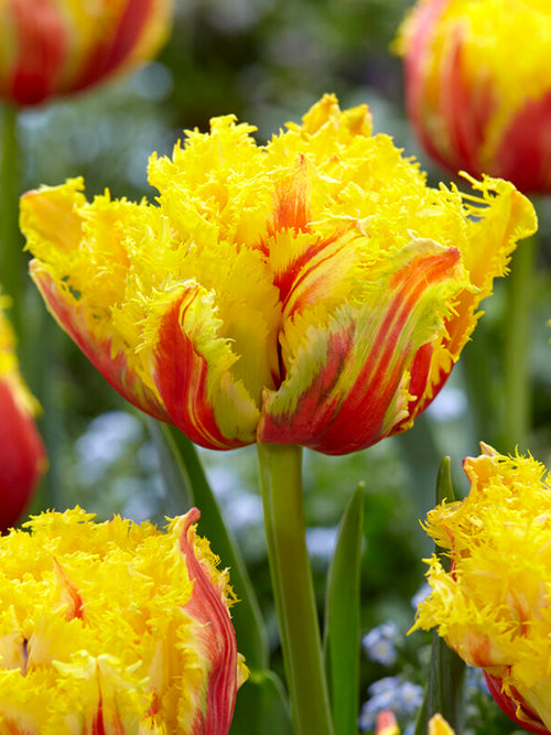 Kup Tulipan Kensington