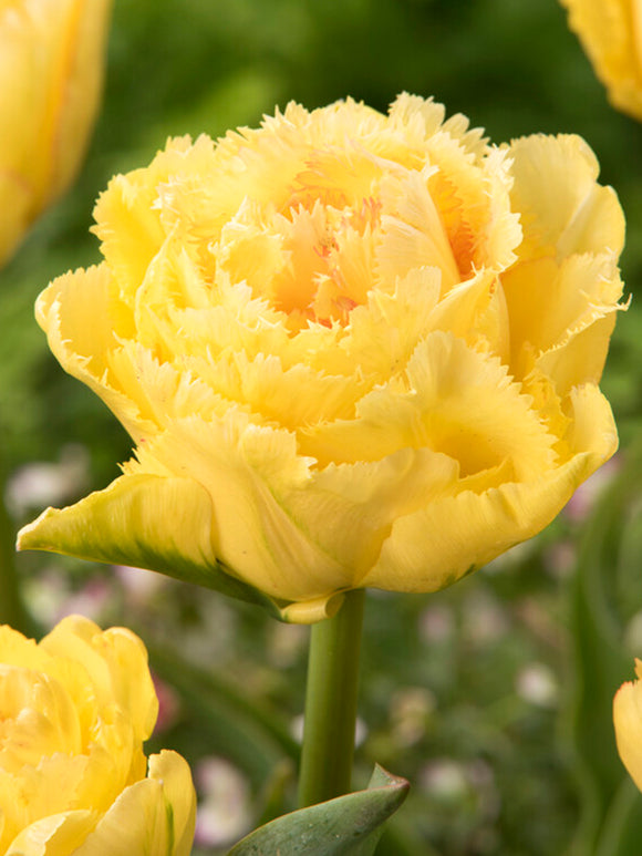 Kup Tulipan Lemon Shoot