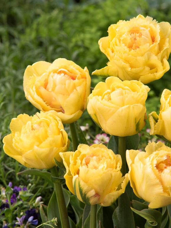 Tulipan Lemon Shoot