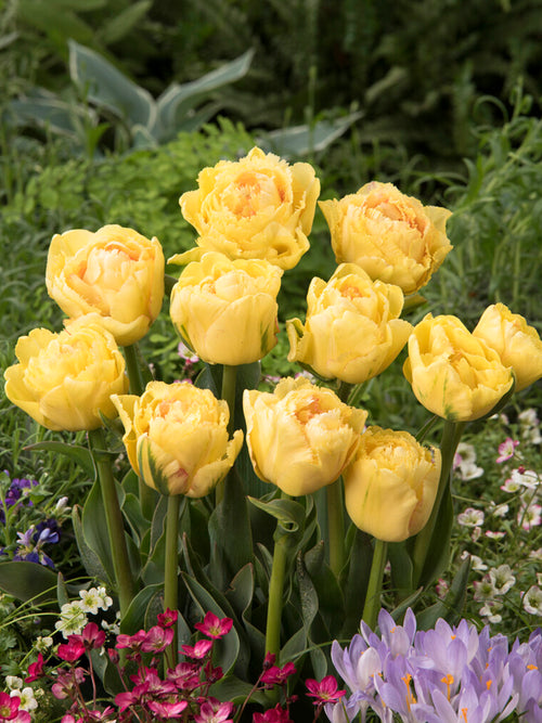 Tulipan Lemon Shoot