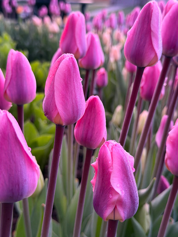 Tulipan Light and Dreamy