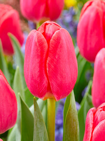 Tulipan Lipstick