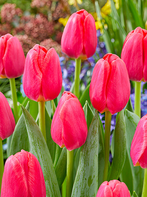 Tulipan Lipstick