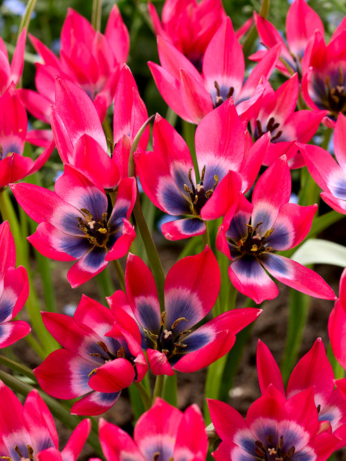 Botaniczny tulipan z niebieskim środkiem