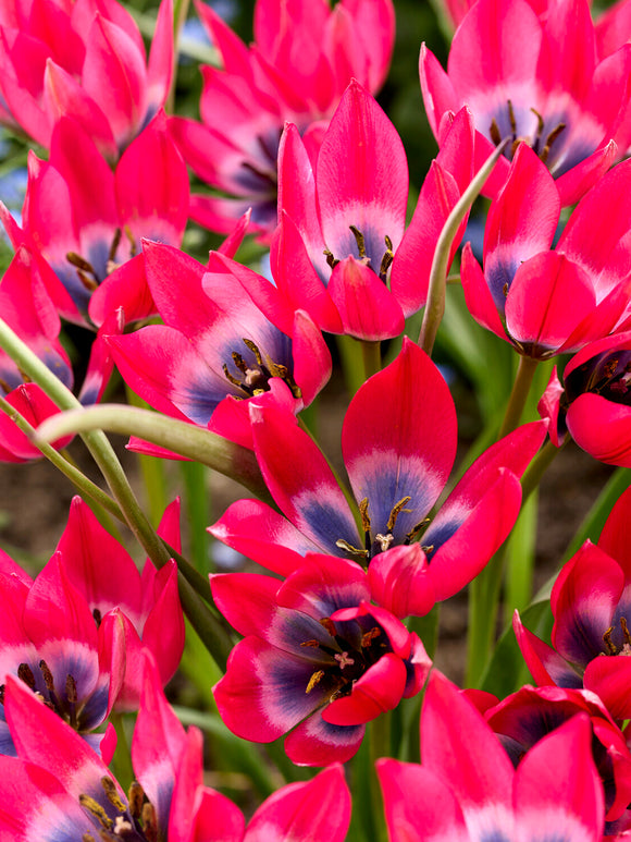 Tulipan ‘Little Beauty’ w słońcu