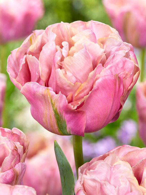 Tulipan Lotus Silk