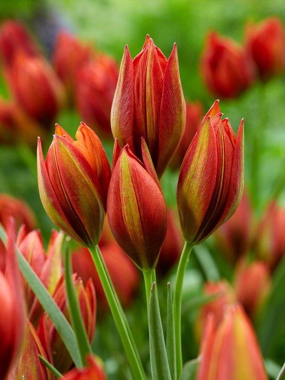 Tulipan Mara z czerwono-pomarańczowymi, gwiaździstymi kwiatami