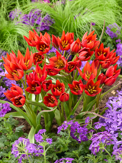 Botaniczny tulipan Mara wczesną wiosną
