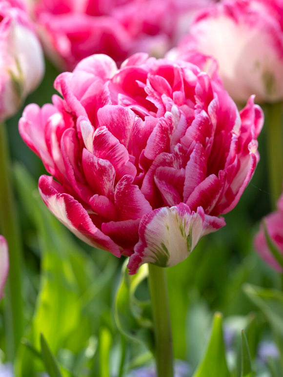 Tulipan Marshmallow z pełnymi, kremowo-różowymi kwiatami