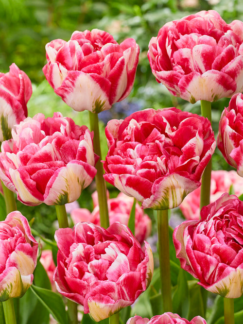 Tulipan Marshmallow