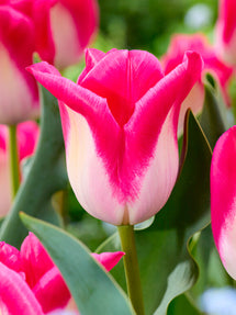 Tulipan Memphis