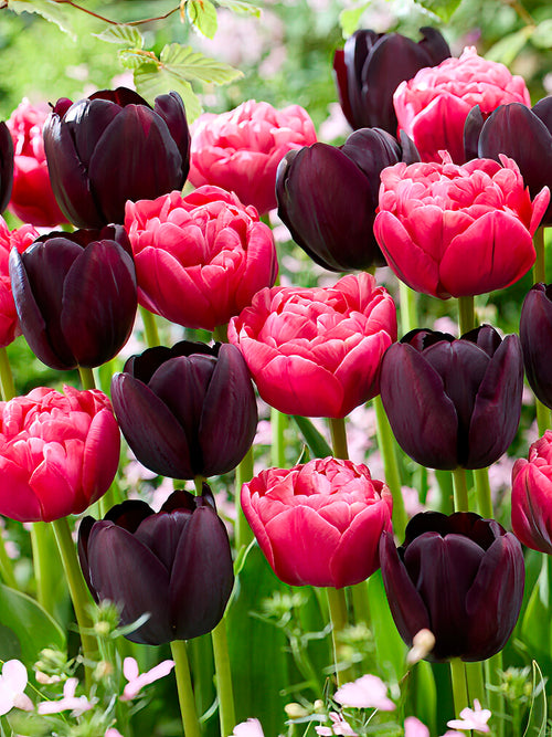 Kolekcja Tulipanów Midnight Rose
