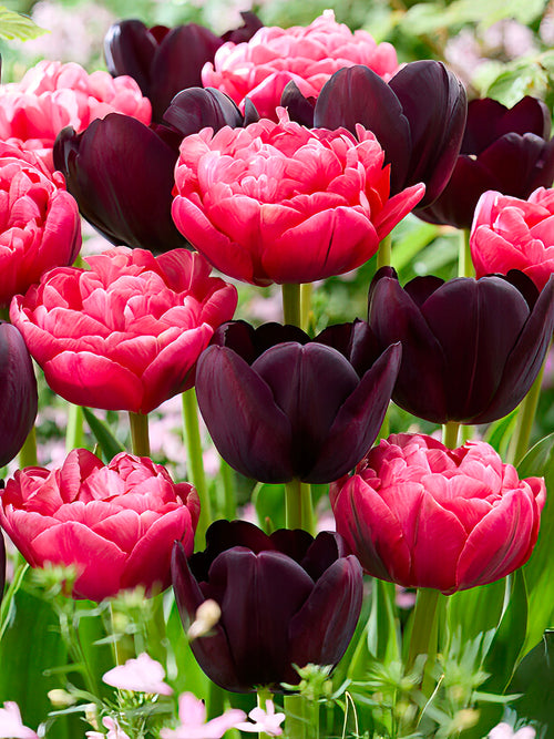 Kolekcja Tulipanów Midnight Rose