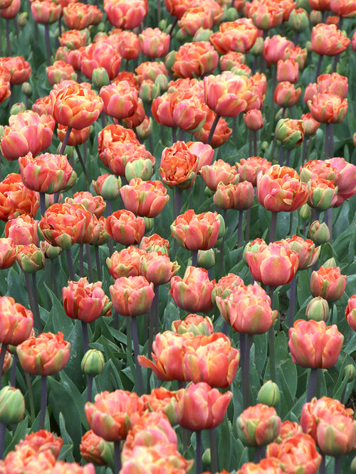 Tulipan Oakheart