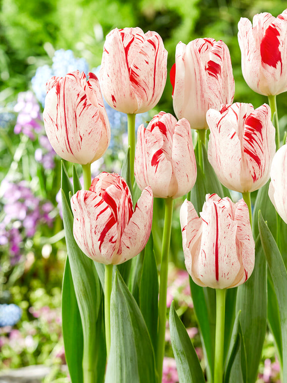 Tulipan One Direction | Triumph Tulipan