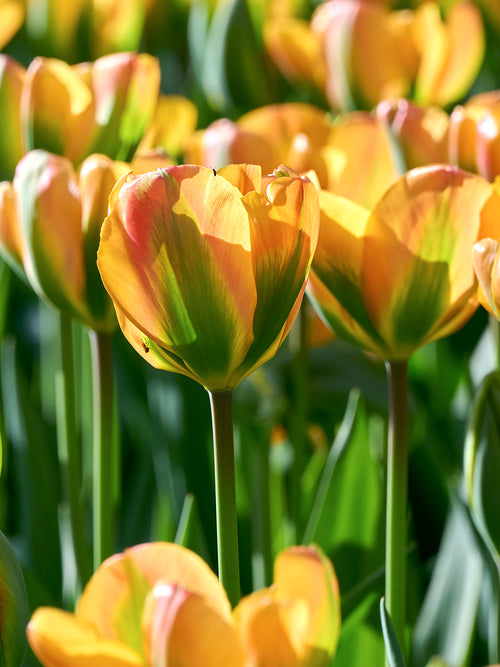 Tulipan Orange Marmelade