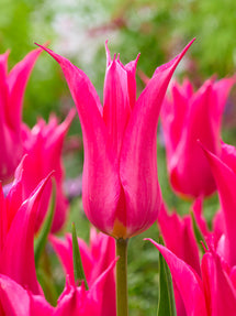 Tulipan Oriental Pearl