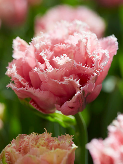 Tulipan Pink Magic pełny
