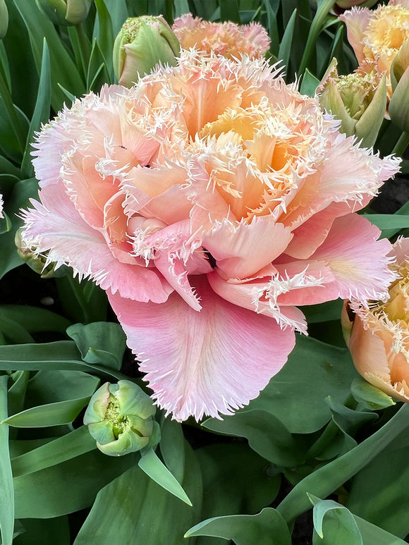 Pink Magic tulipan zbliżenie