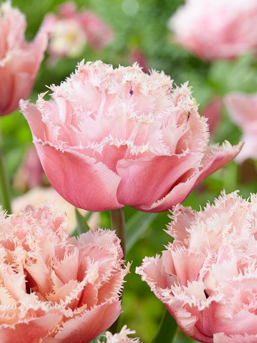 Tulipan Pink Magic pełny