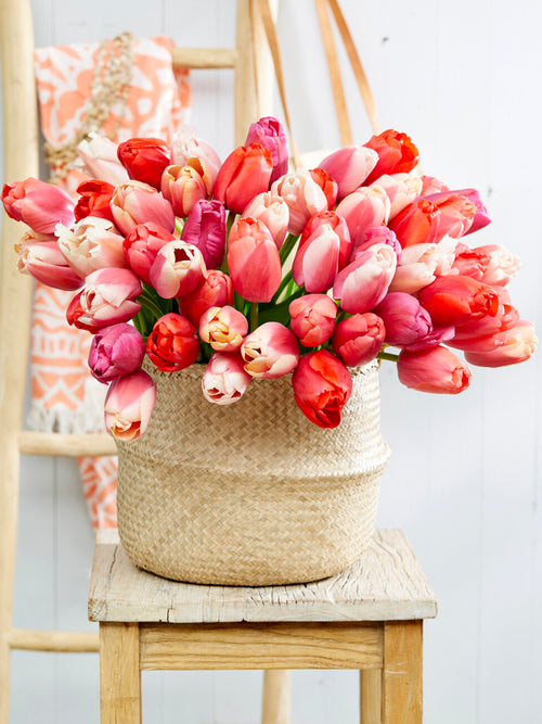 Pride i Joy tulipany w rabacie