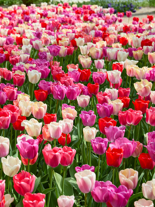 Wysokie tulipany o dużych kwiatach
