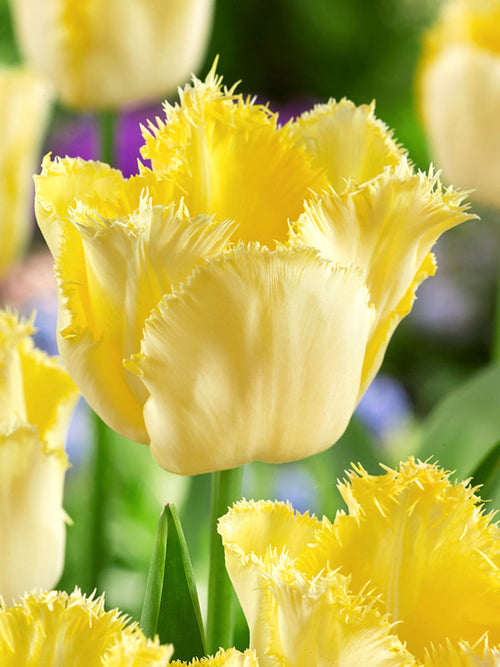 Tulipan Rebellious