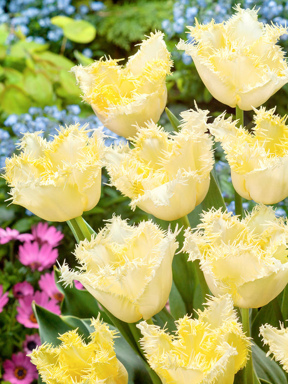 Tulipan Rebellious