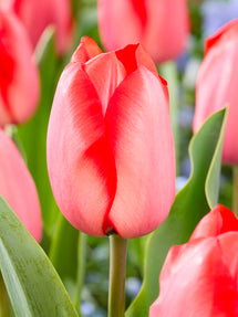 Tulipan Red Tiger