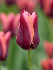 Tulipan Slawa