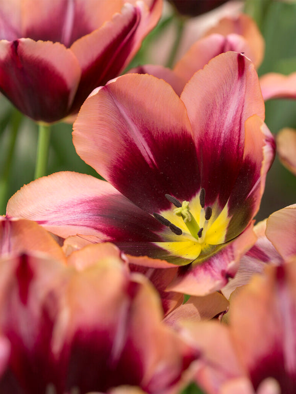 Kwitnący tulipan ‘Slawa’