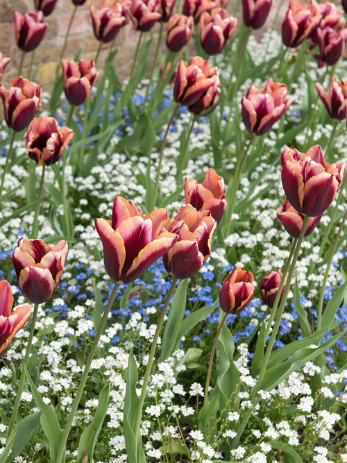 Ciemnofioletowy tulipan