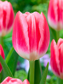 Tulipan Vanessa