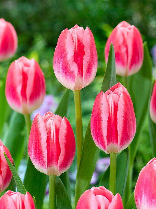 Blumenzwiebeln, Tulpenblumenzwiebeln Tulpe Vanessa kaufen