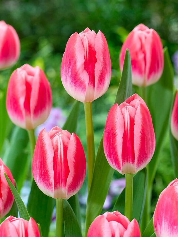 Blumenzwiebeln, Tulpenblumenzwiebeln Tulpe Vanessa kaufen